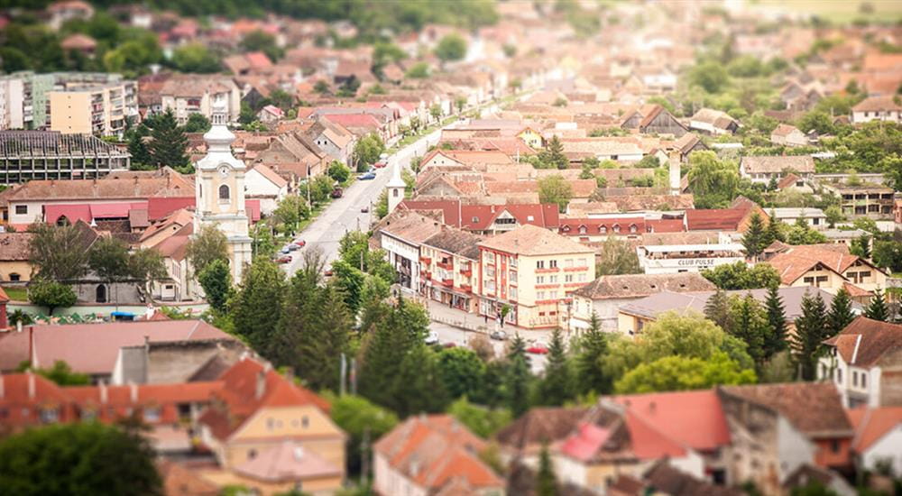 Picture of Town and City Bird Control