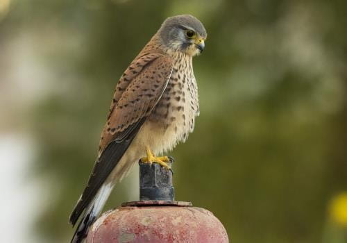 hawking to scare birds