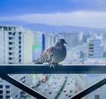 Picture of Town and City Bird Control