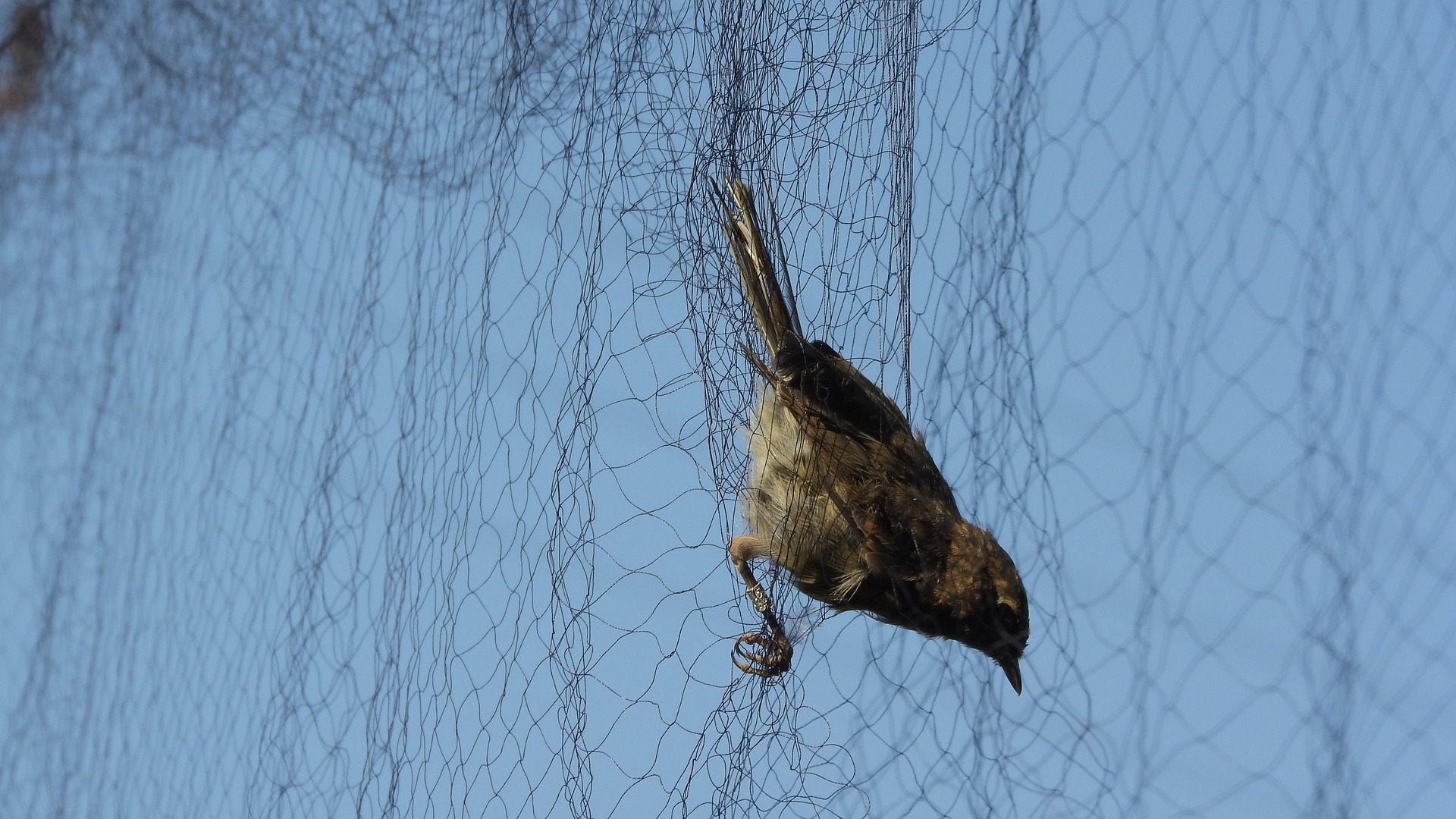 Commercial Anti-Bird Netting