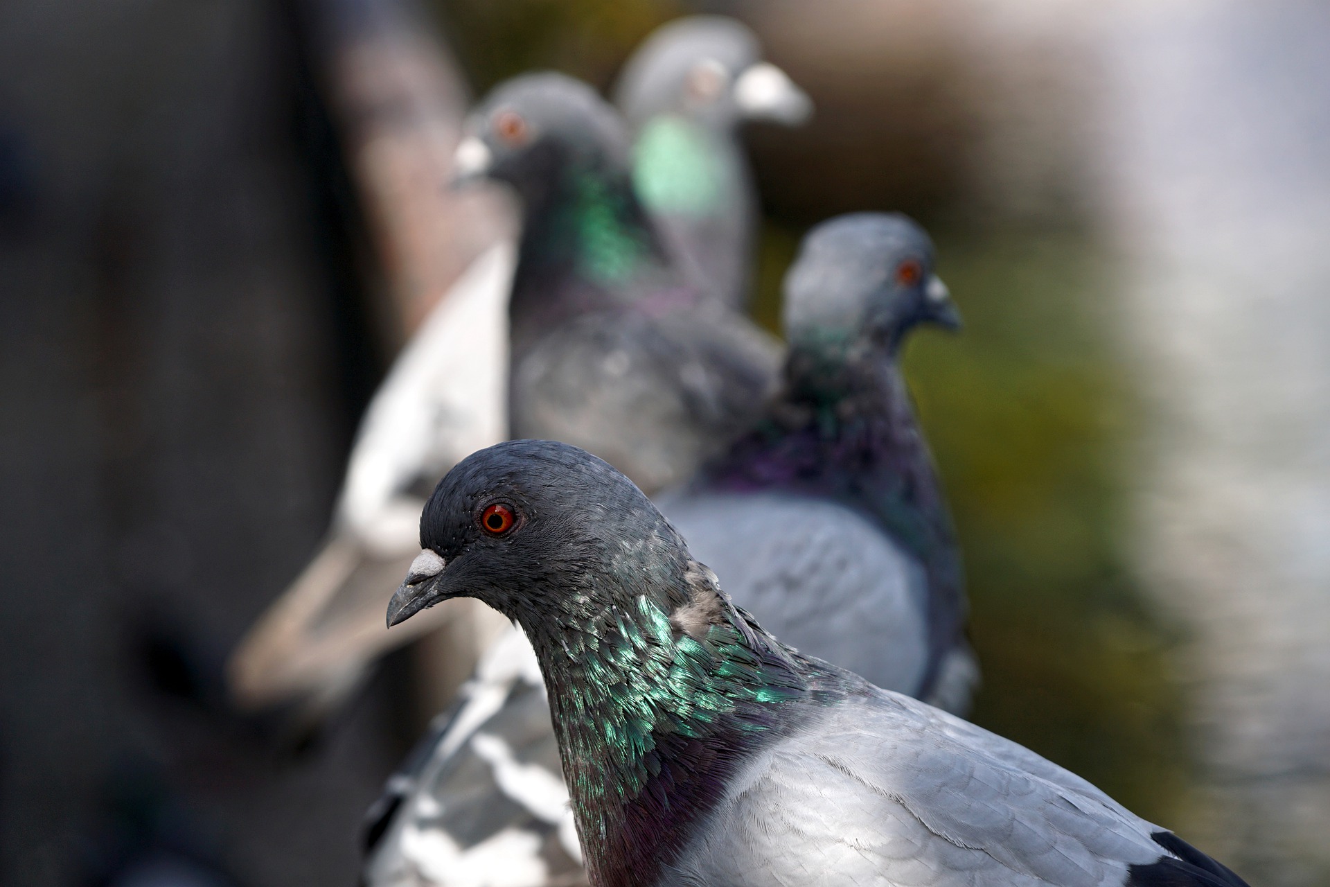 Picture of Town and City Bird Control