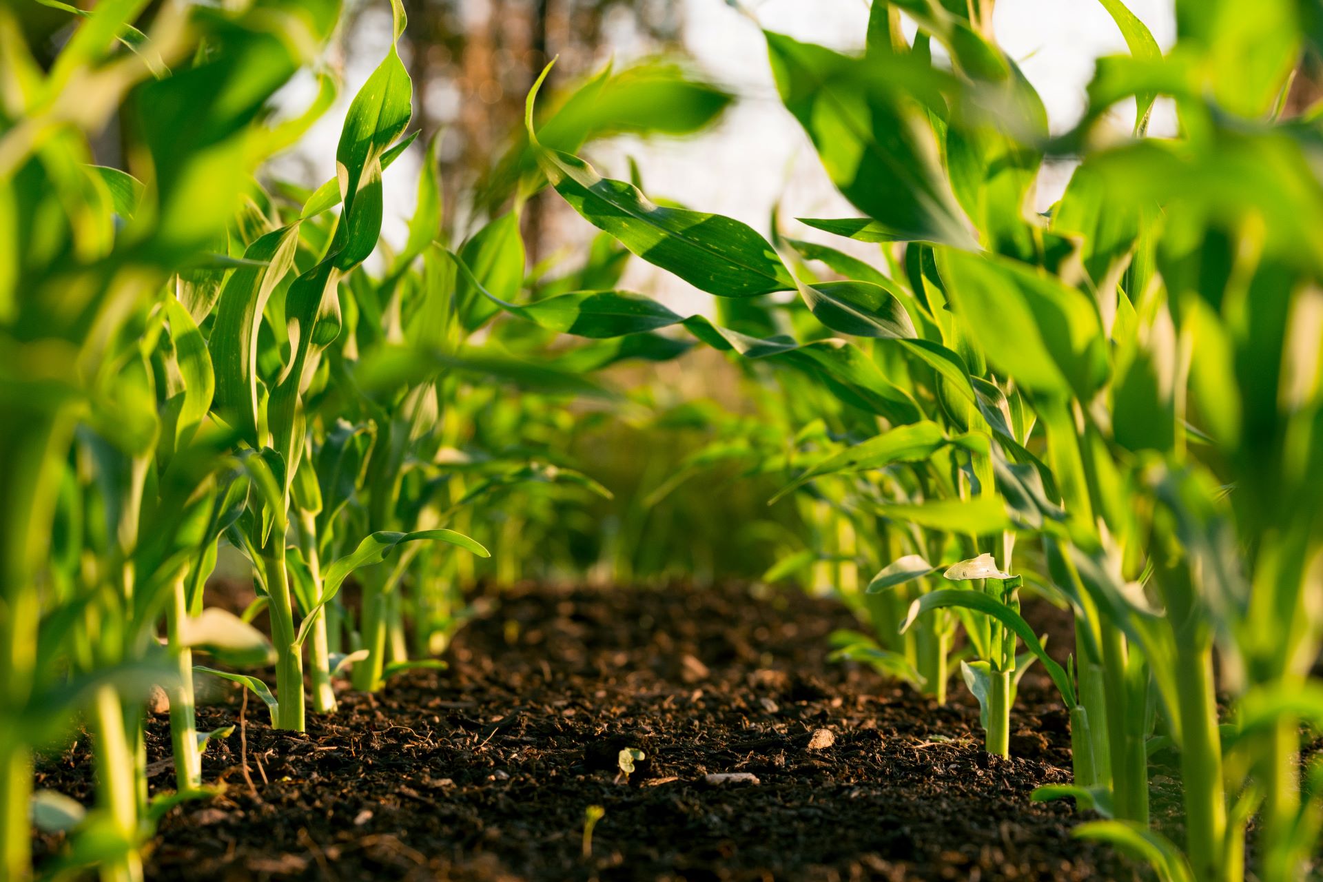 vegetable garden