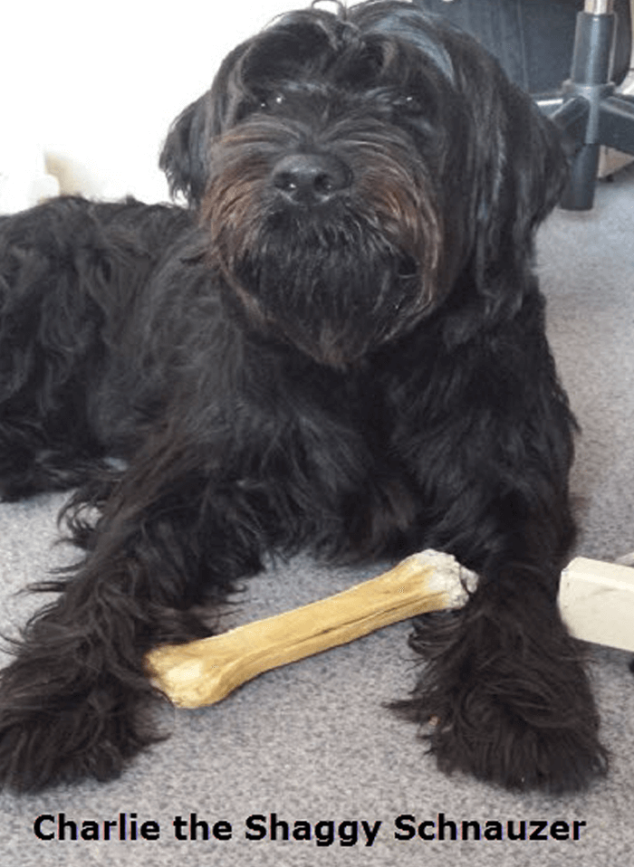 Charlie the Shaggy Schnauzer with text