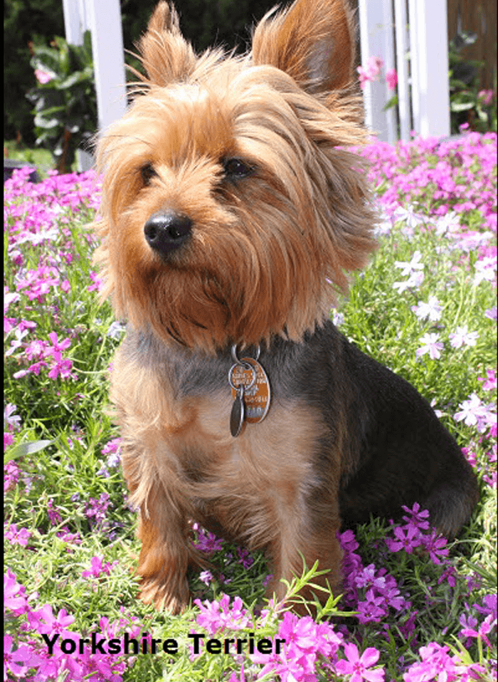 Yorkshire Terrier with Text