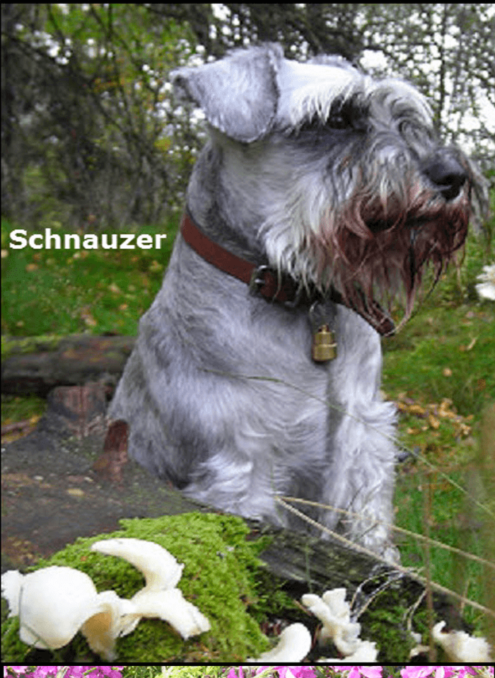 Schnauzer WithText