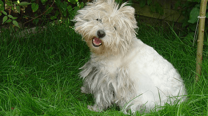 Shaggy West Highland Terrier with text