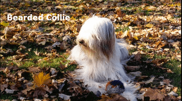Bearded Collie with Text
