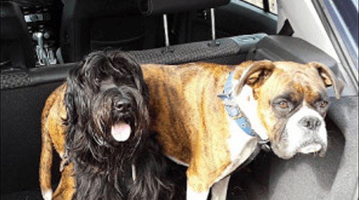 Charlie and Dex In the Car