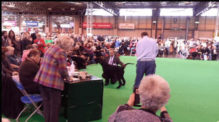 Crufts Ring 2015