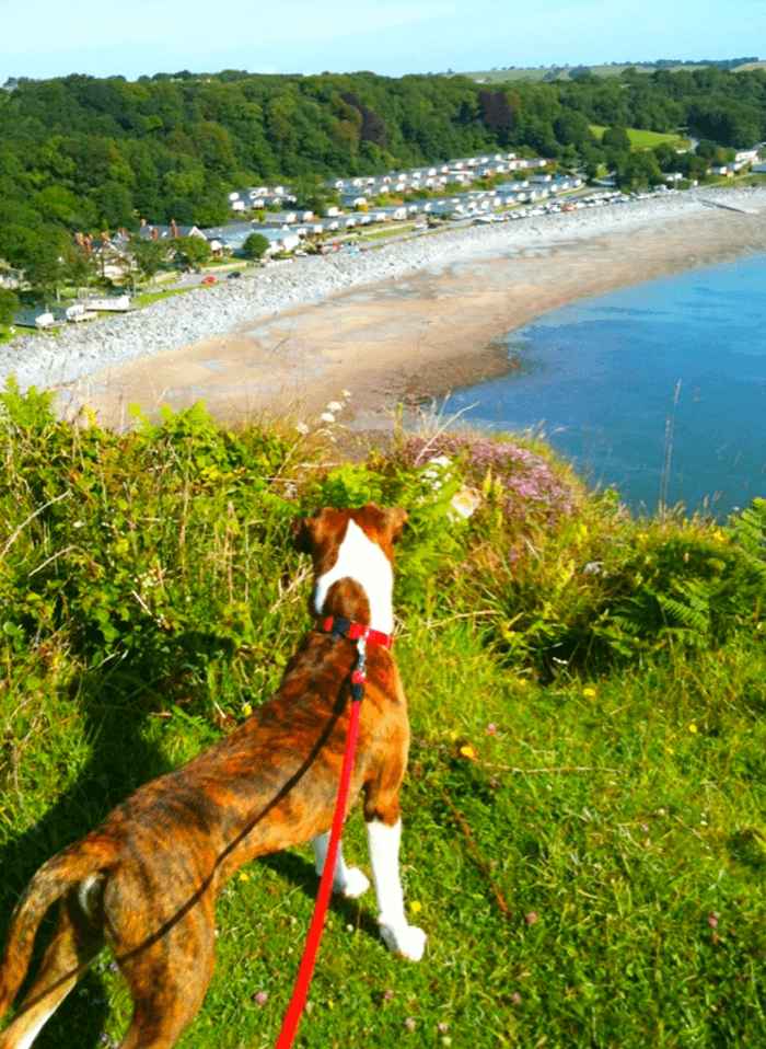 Dexter On The Clifftop At Tenby