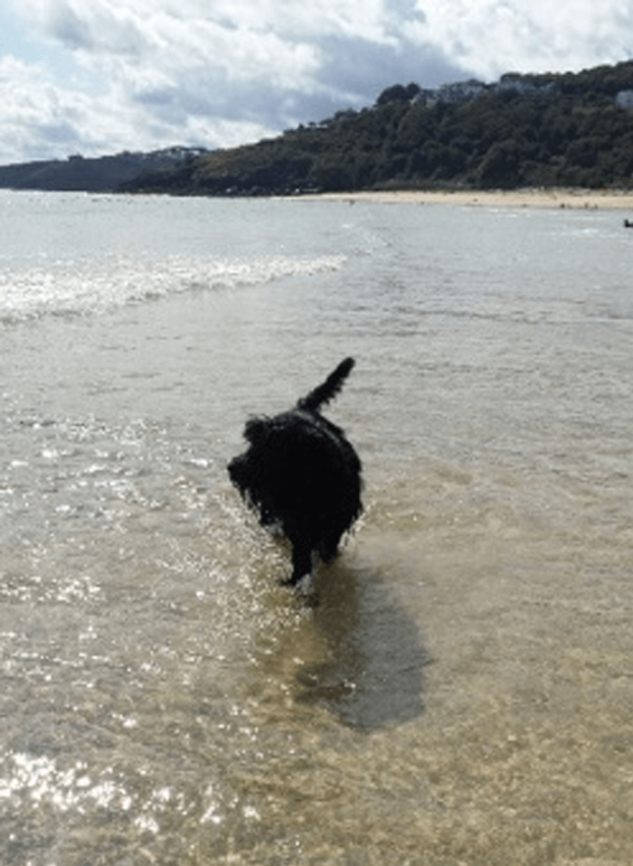 Charlie Paddling in Cornish Sea