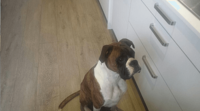 Dexter waiting for treats
