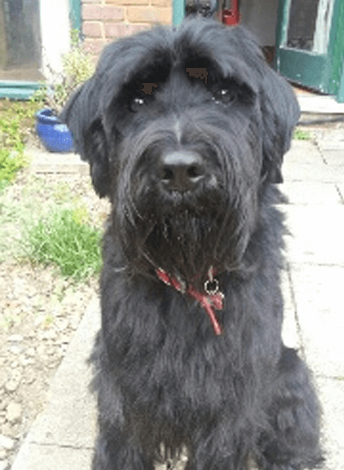 Groomed Charlie
