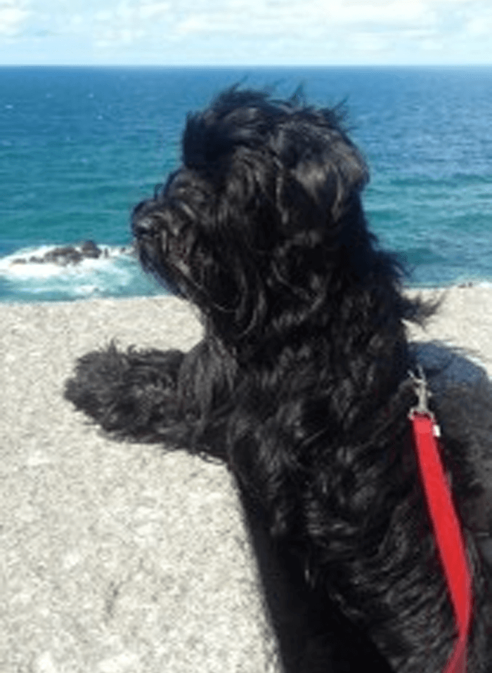Charlie on Holiday