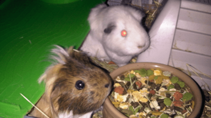 Charlies Wriggy friends
