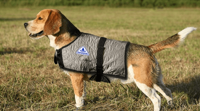 Dog cooling coat