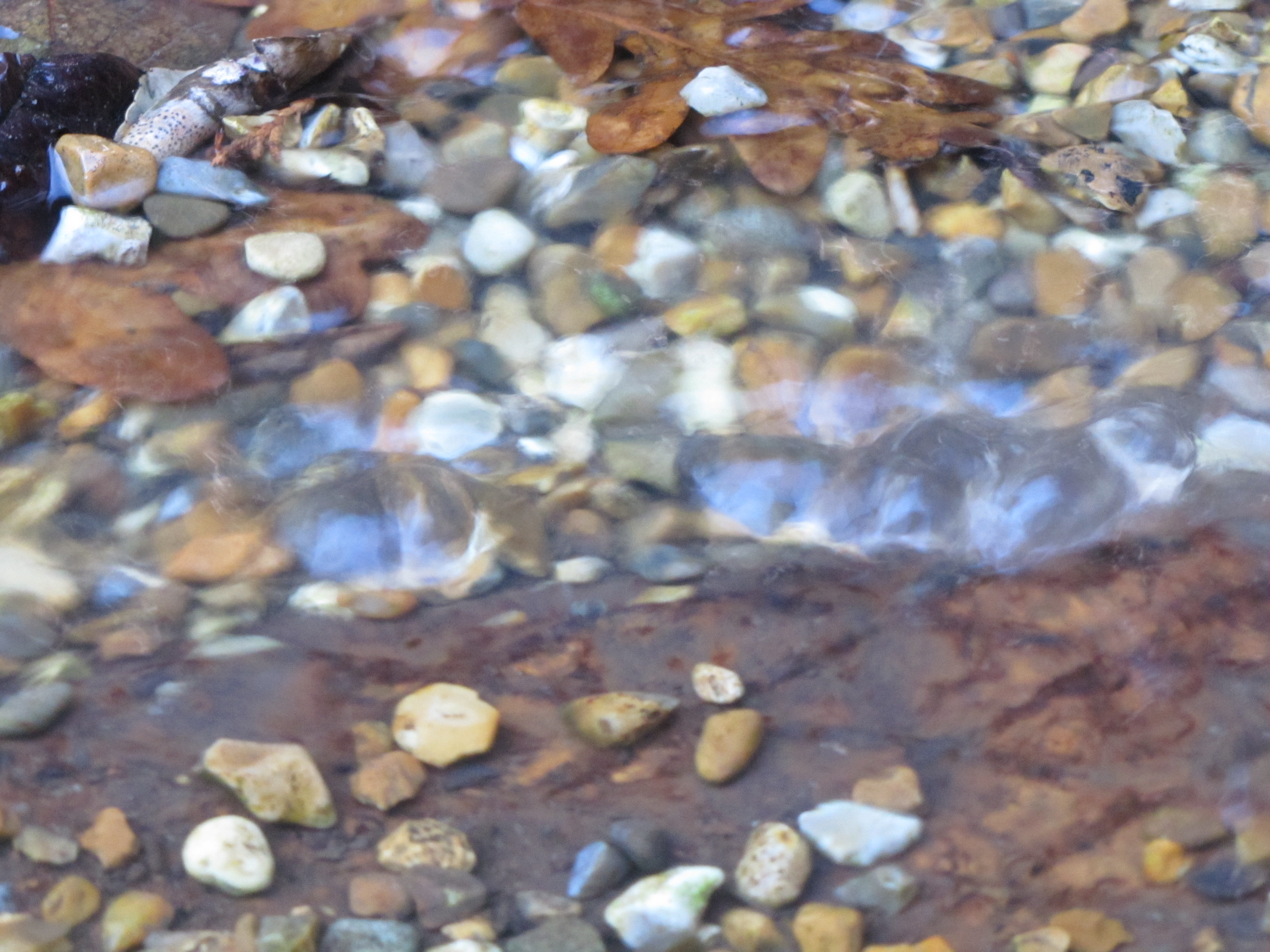 Reporting Sewage Issues