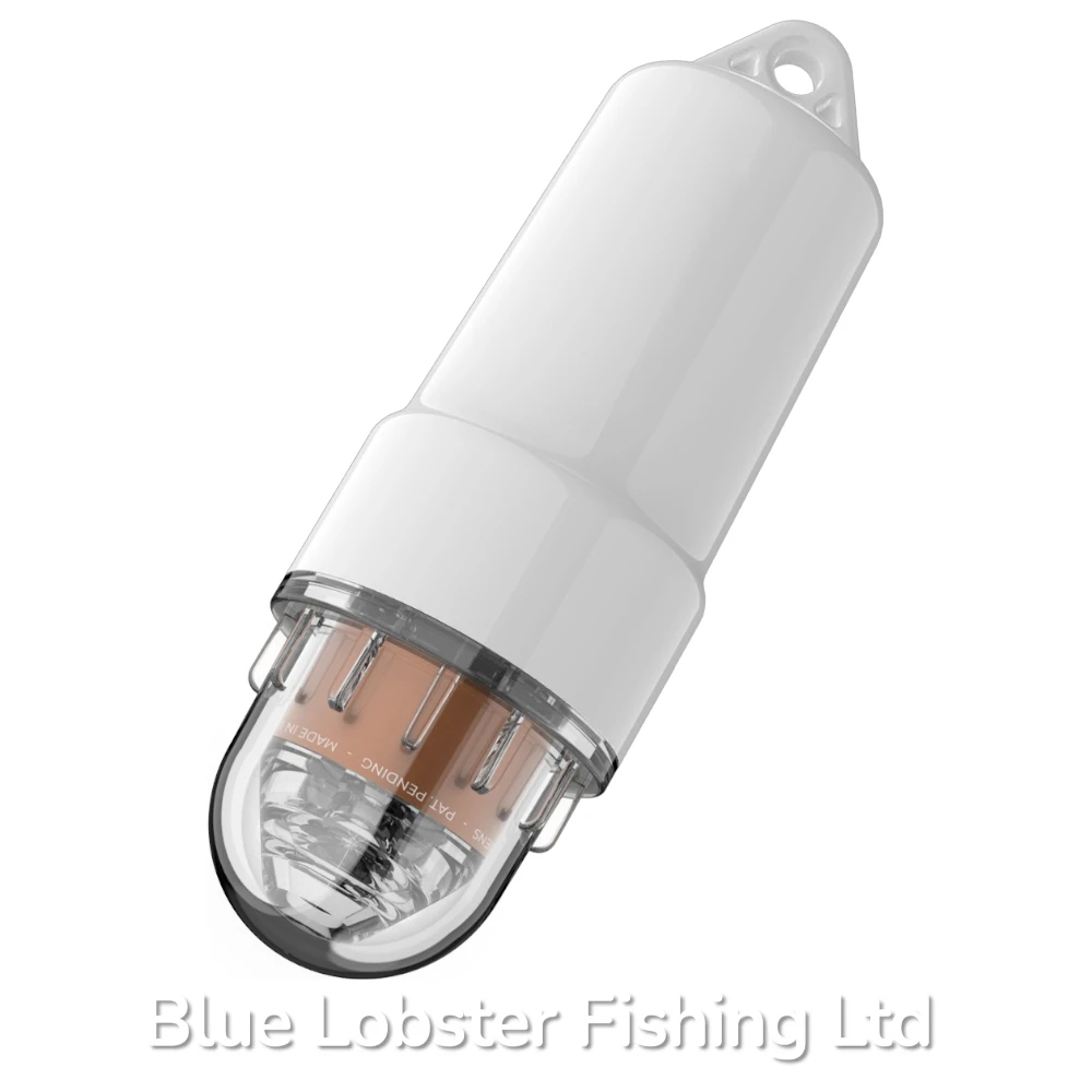 Scallop Light 