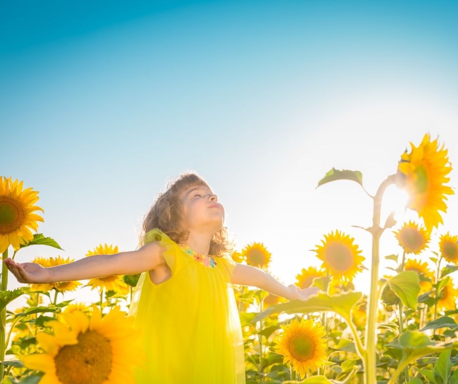 William's Sunflowers