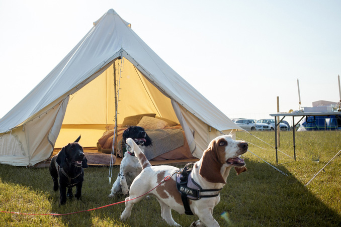 Three dogs standing outside a tent