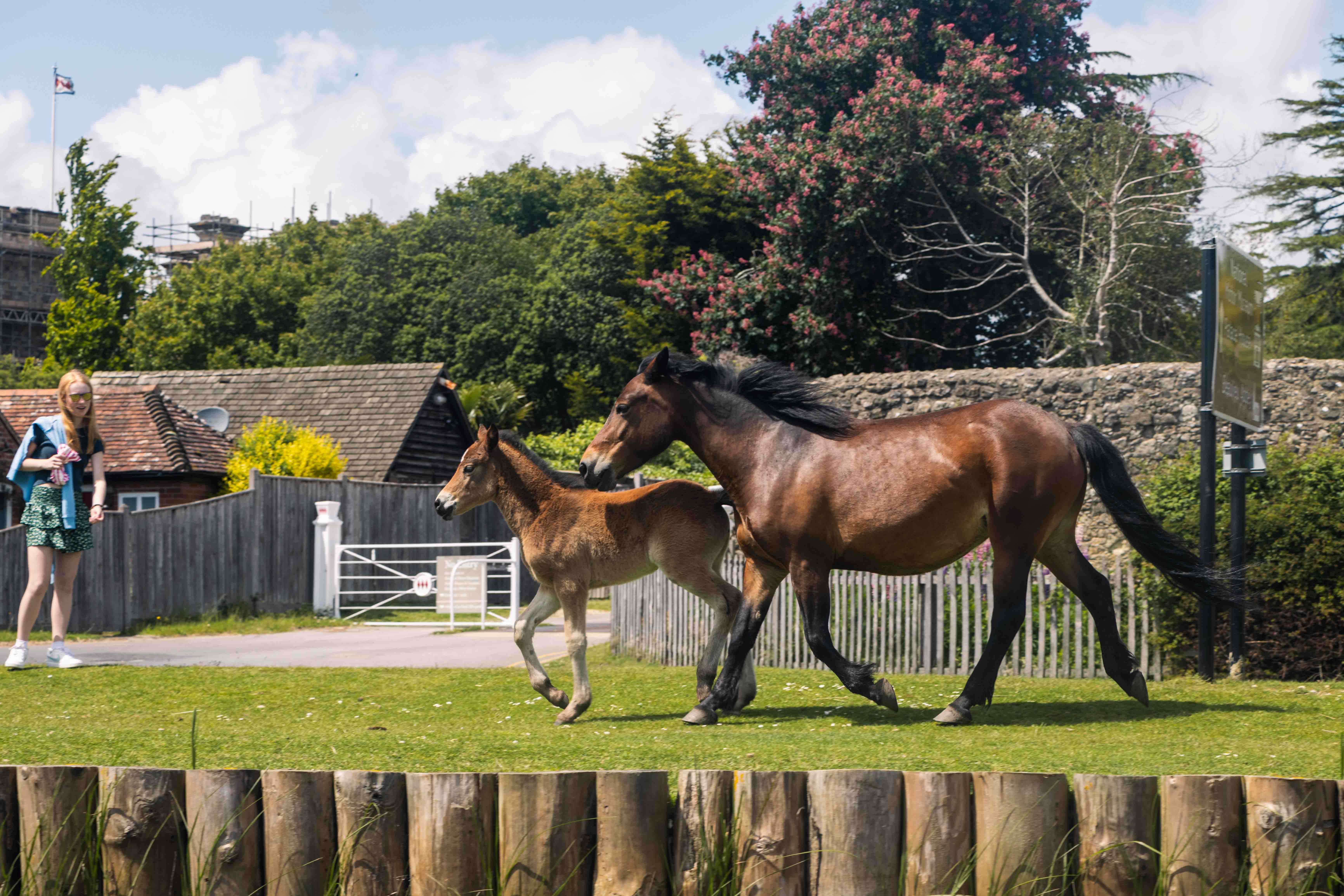 Wildlife Watching in the New Forest