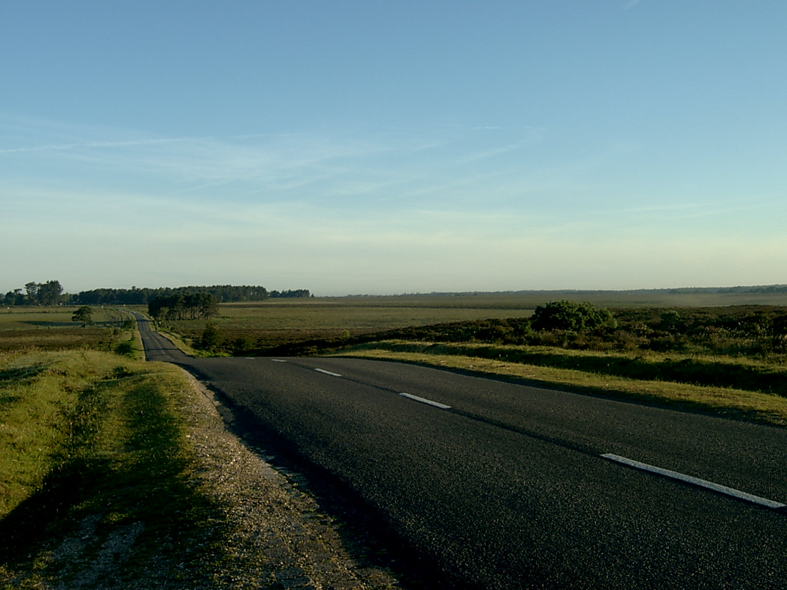 Hidden Gems of The New Forest