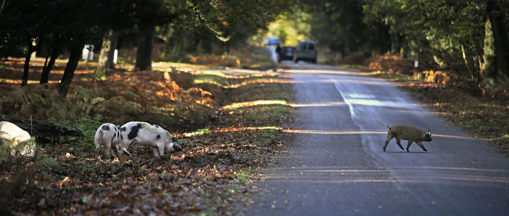 Pig crossing the road in the new forest