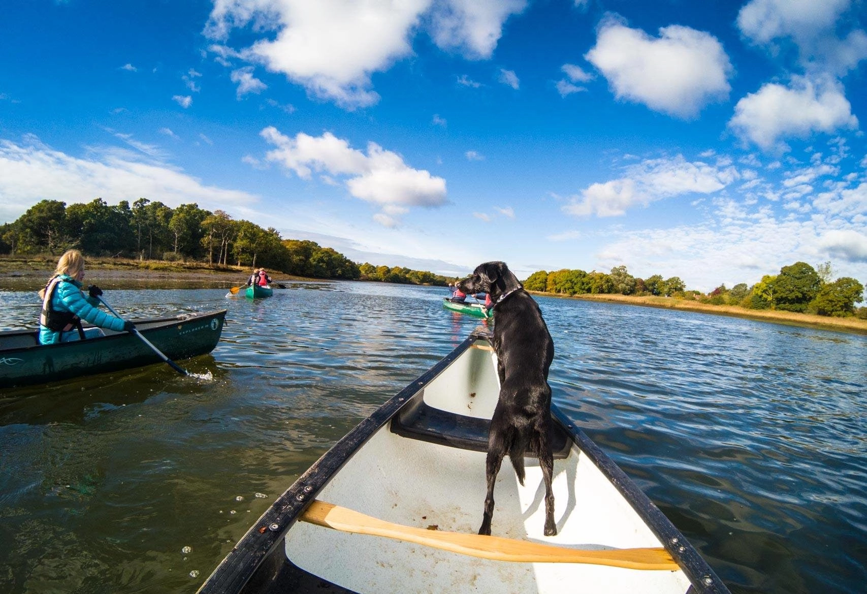 Dog friendly activities in the New Forest