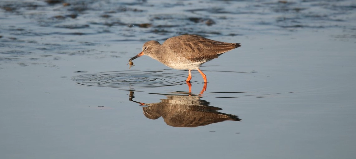 New Forest Wildlife Spotting Guide
