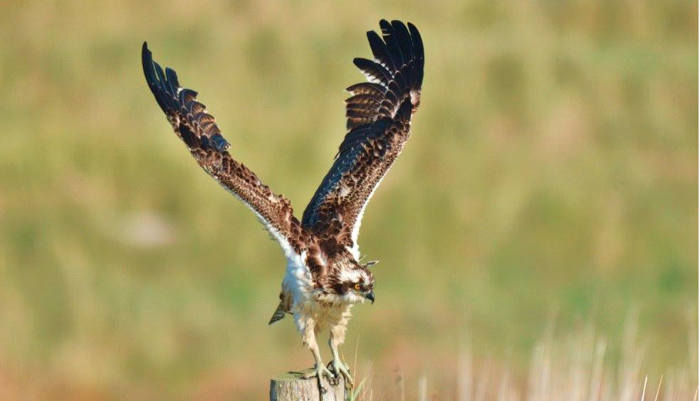 New Forest Bird Watching