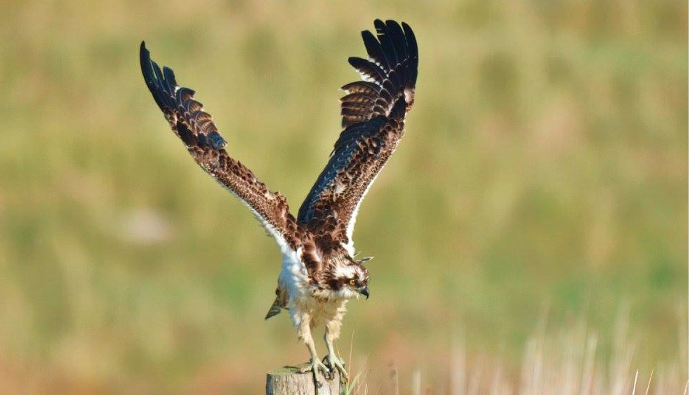 New Forest Bird Watching