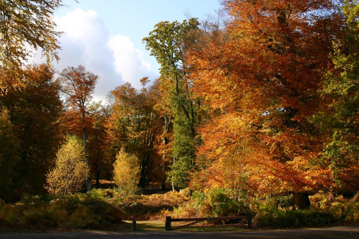 A shot of the forest with orange and yellow leaves