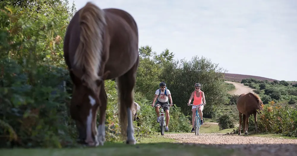 Cyclists passing New Forest ponies on an open heathland trail near Beaulieu