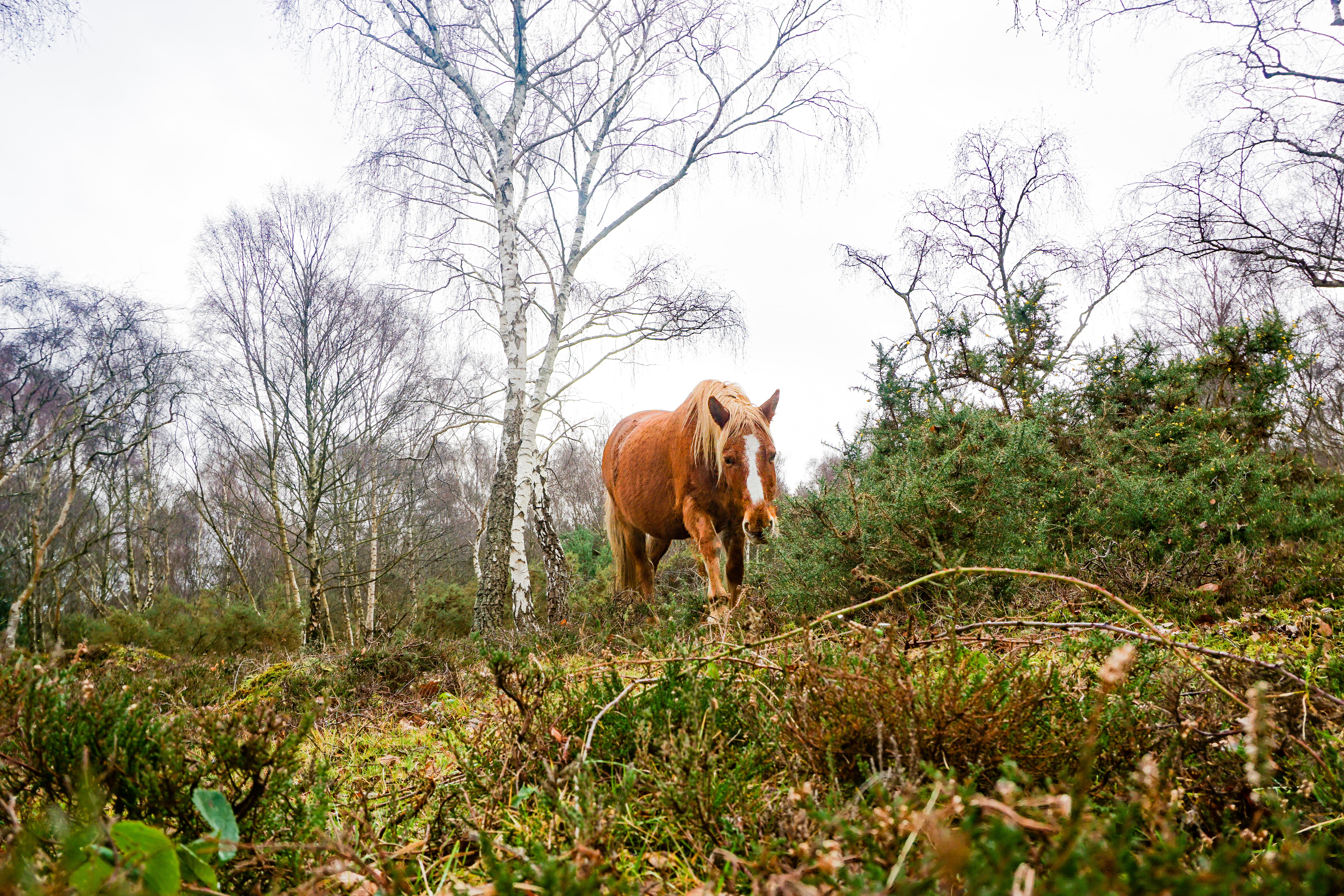  What’s The New Forest?