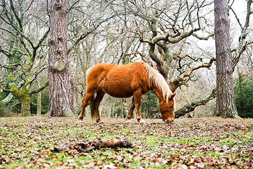 The New Forest Articles