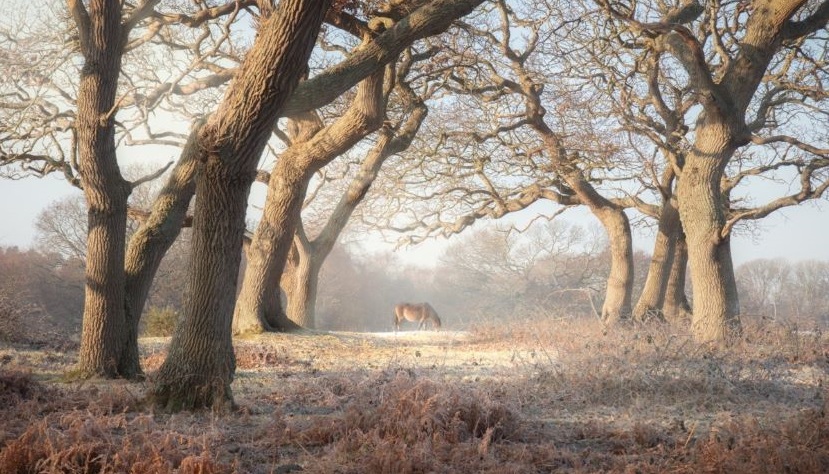 Flexible family bushcraft session in the New Forest