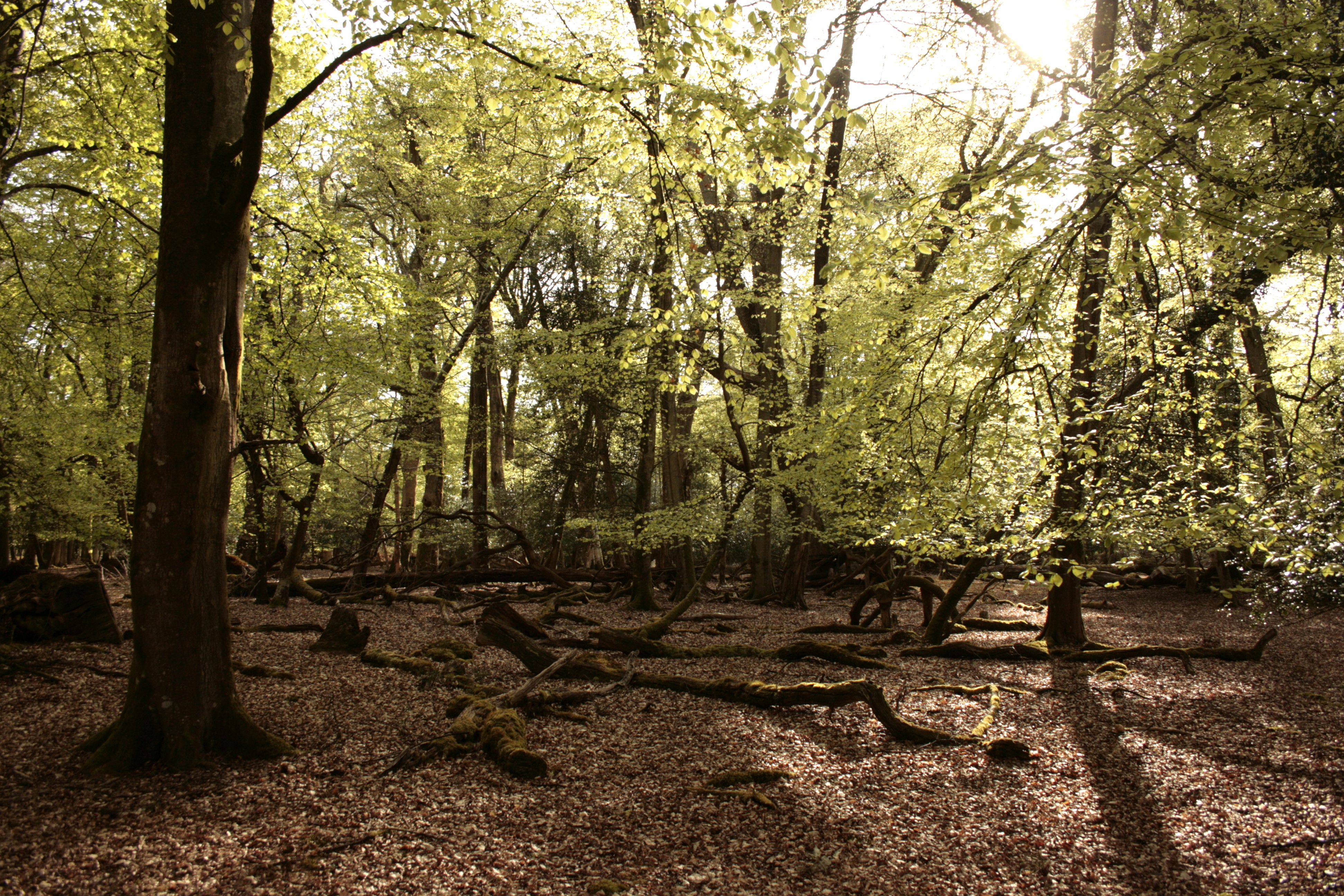 Children exploring woodland in the New Forest