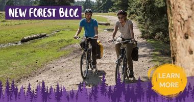 The New Forest Blog