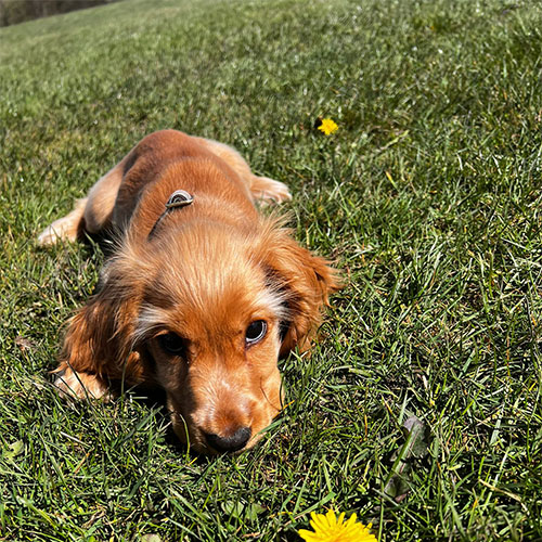Dog lying down