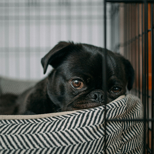 Crate Training Dogs