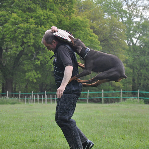 Dog Jumping up