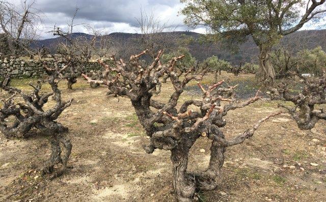 Interesting New Spanish Wine Regions