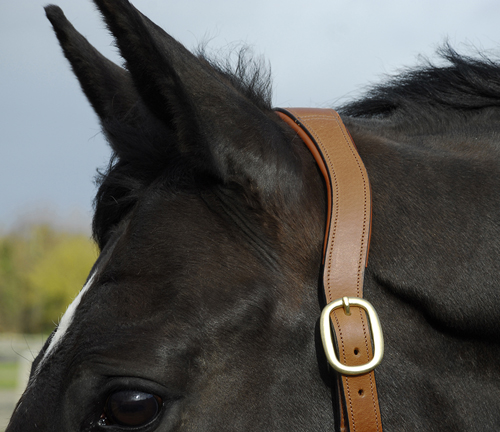 Anatomical Leather Headcollar