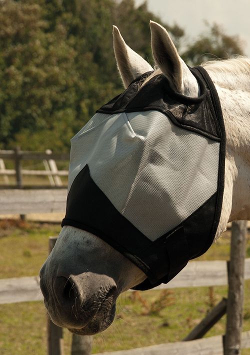Fly Mask Without Ears