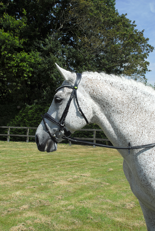 Anatomical Bridle with Flash Noseband