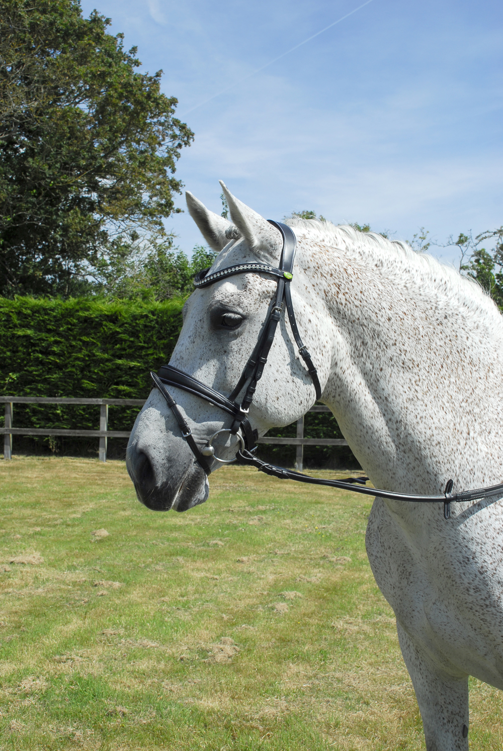 Anatomical Bridle with Flash Noseband