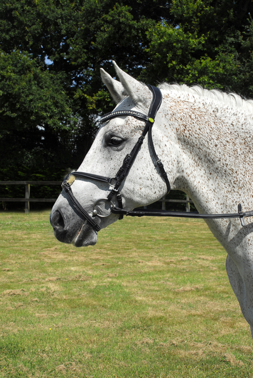 Anatomical Bridle with Mexican Noseband