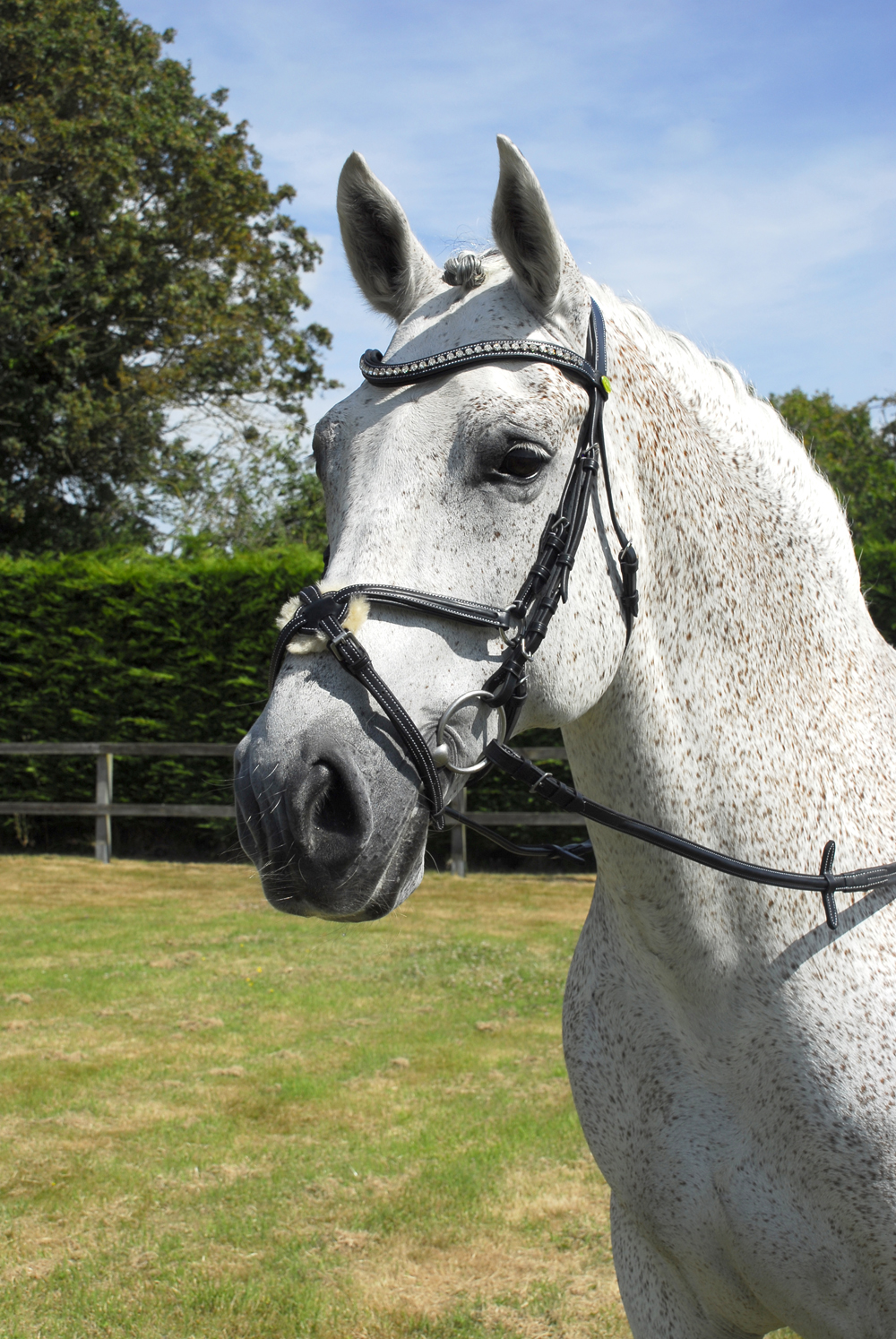 Anatomical Bridle with Mexican Noseband