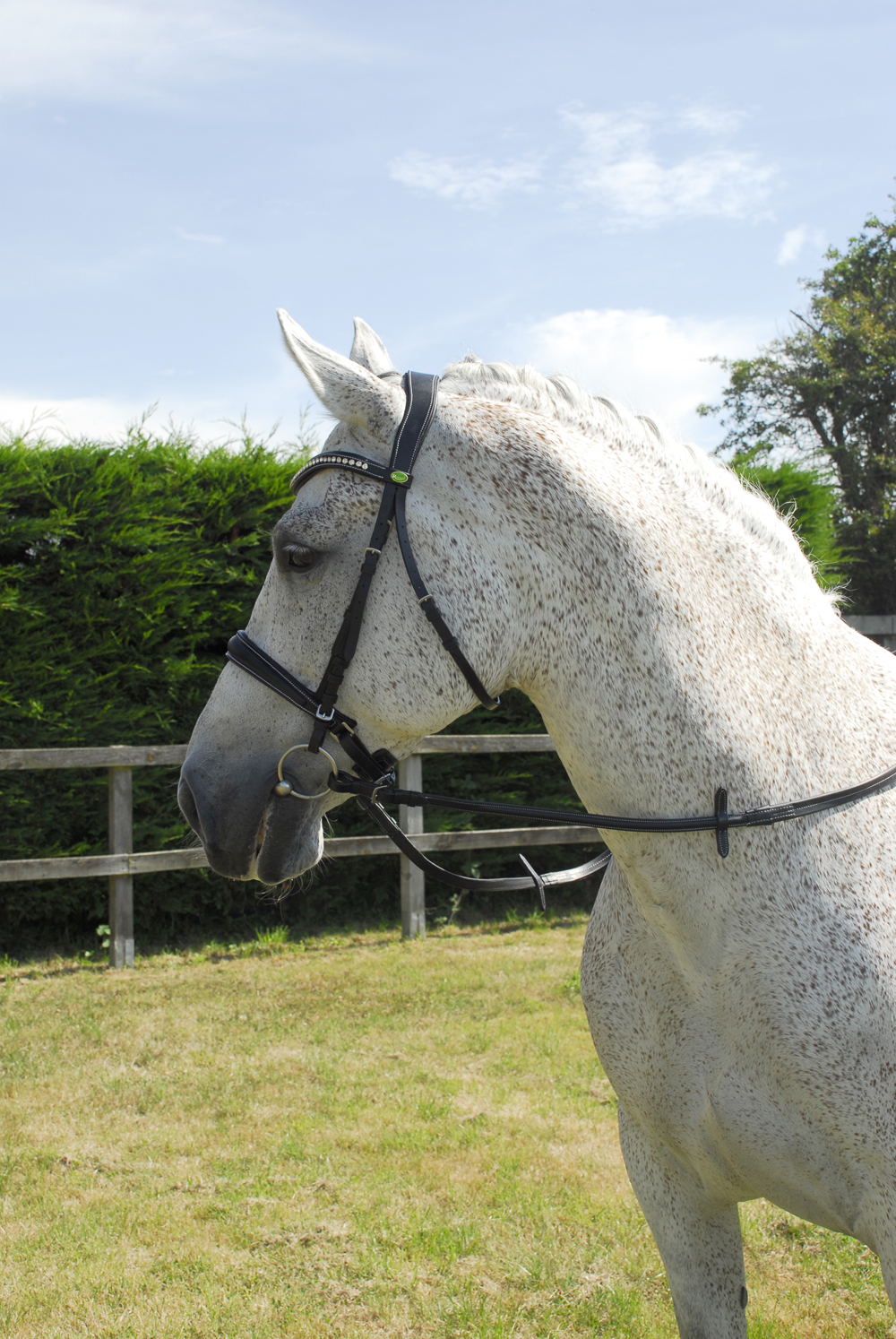 Anatomical Cavesson Bridle