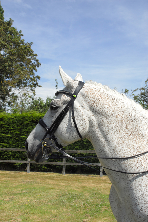 Anatomical Double Bridle